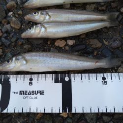 渋いキスの反応